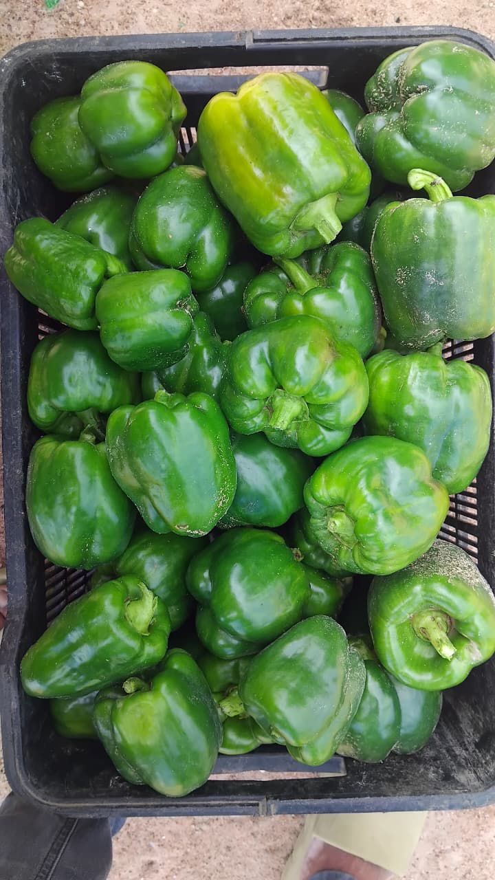 Fresh Green Peppers