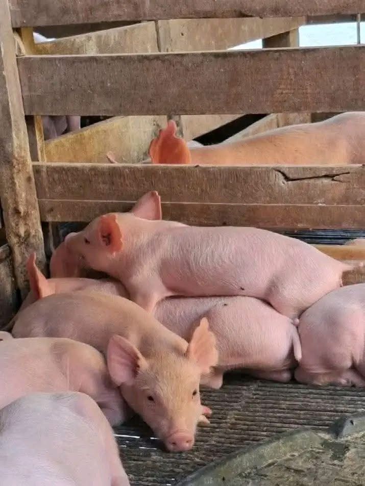 Farm Raised Pigs
